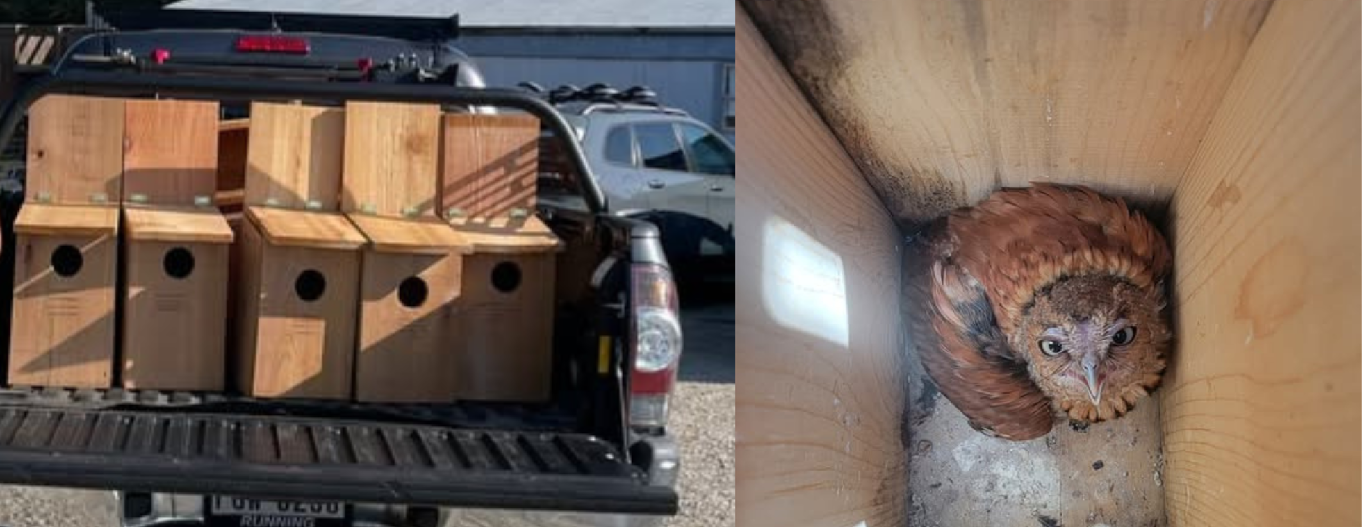 Owl Box